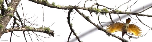 16 Northern flicker P2032611© Maria de Bruyn res-sgd