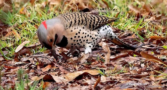 17 Northern flicker P3030826© Maria de Bruyn res sgd