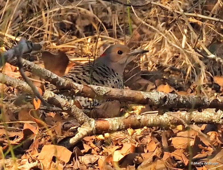 18 Northern flicker P1279550© Maria de Bruyn sgd