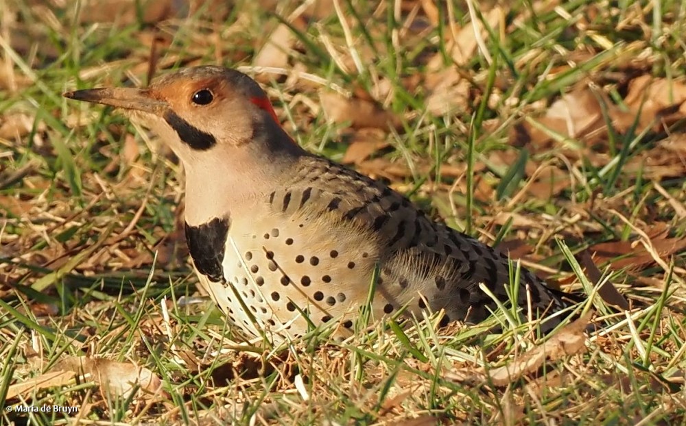 19 Northern flicker PC152102 © Maria de Bruyn res sgd