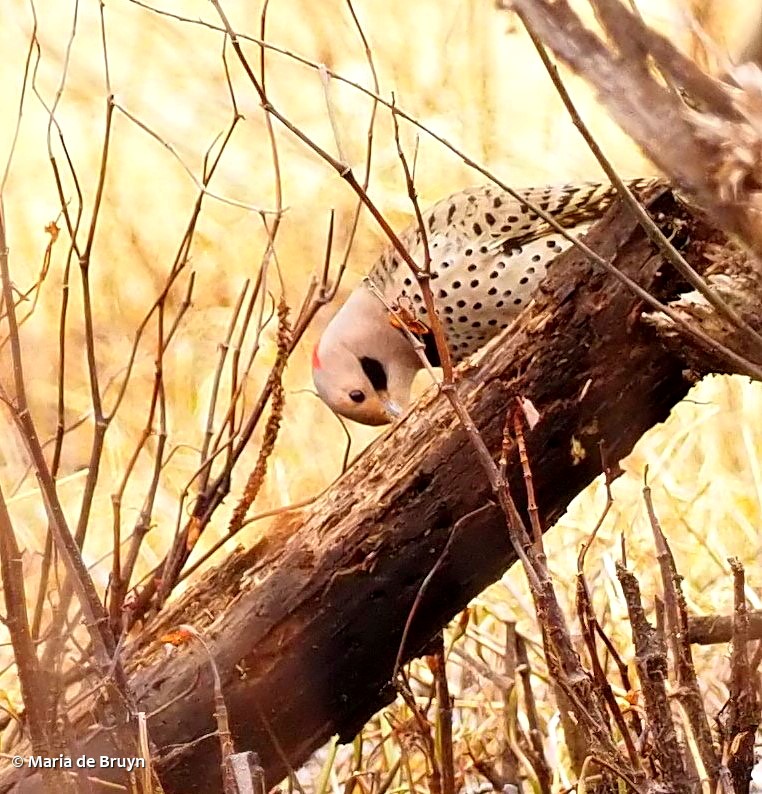 21 Northern flicker PC099801 © Maria de Bruyn sgd