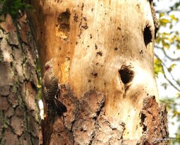 22 Northern flicker P9198517 © Maria de Bruyn res sgd