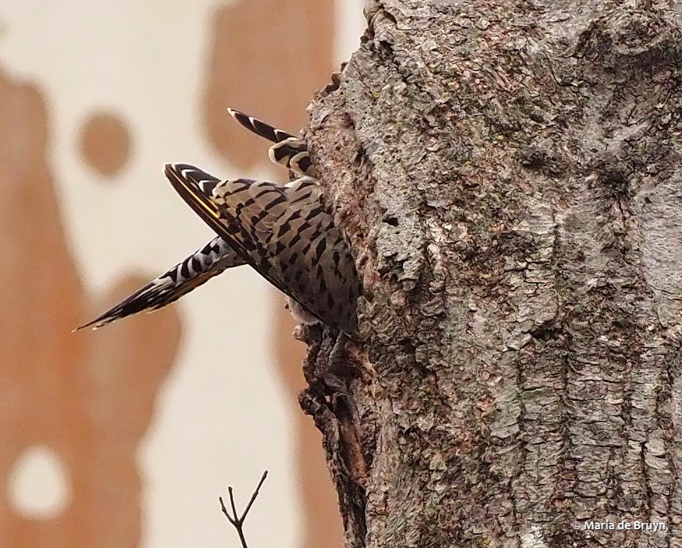 23 Northern flicker PC099751 © Maria de Bruyn