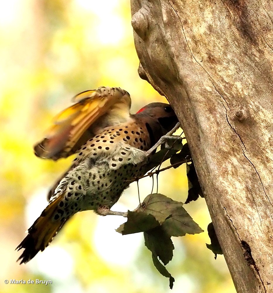 24 Northern flicker P9198553 © Maria de Bruyn res sgd