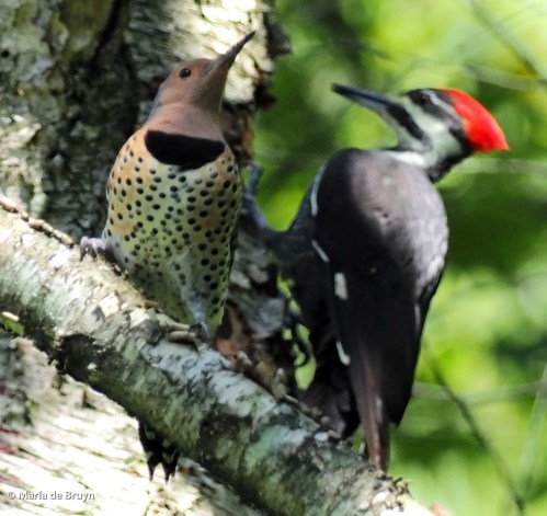 25 Northern flicker P9209692 © Maria de Bruyn