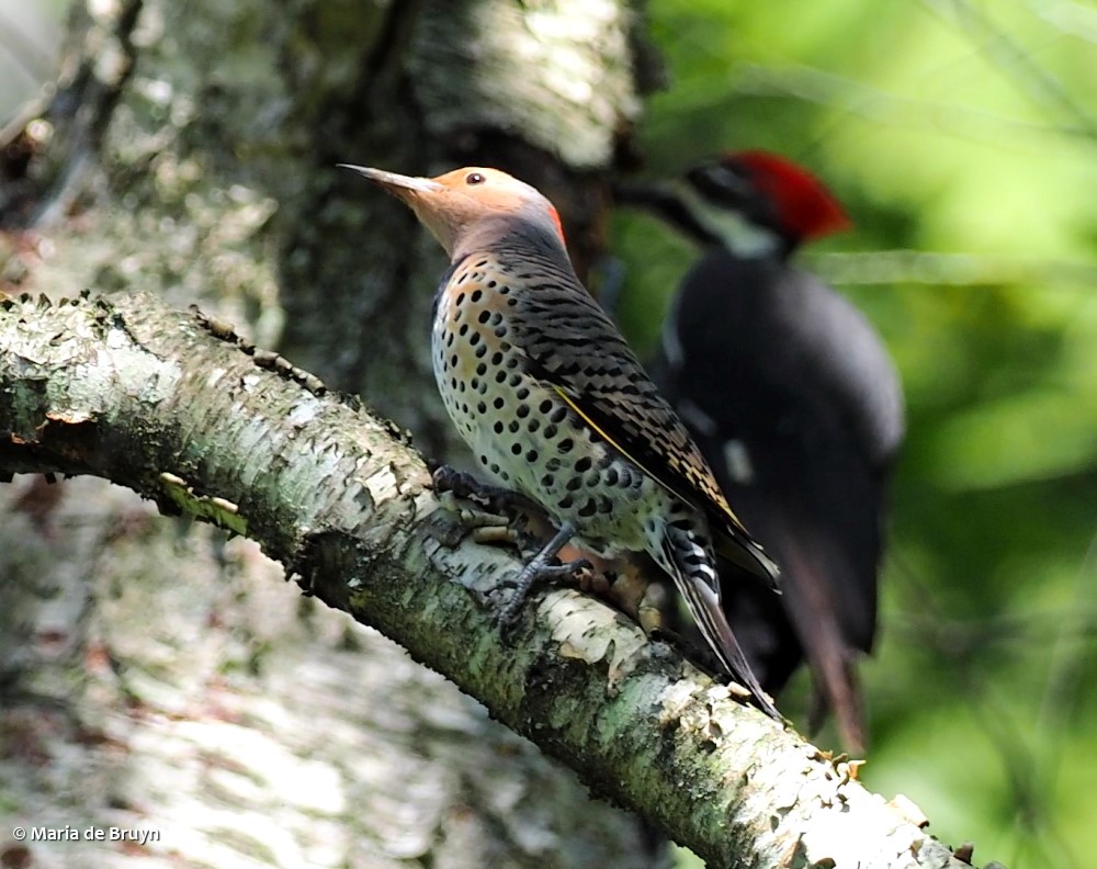 26 Northern flicker P9209697 © Maria de Bruyn res sgd