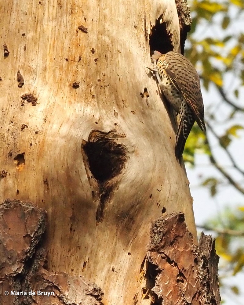 27 Northern flicker P9198613 © Maria de Bruyn res sgd