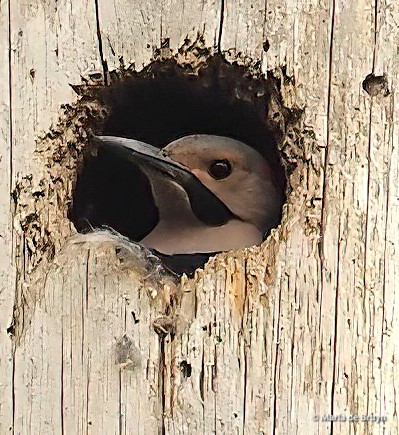30 Northern flicker P4291831 © Maria de Bruyn res sgd