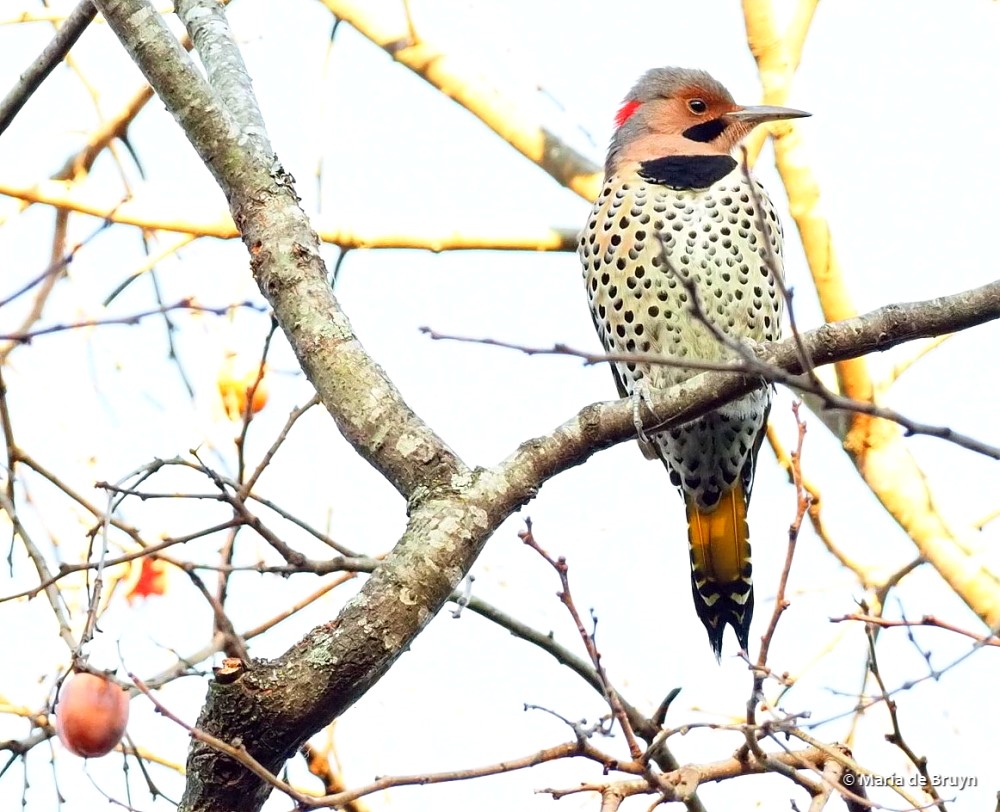 31 Northern flicker PB158825 © Maria de Bruyn res sgd