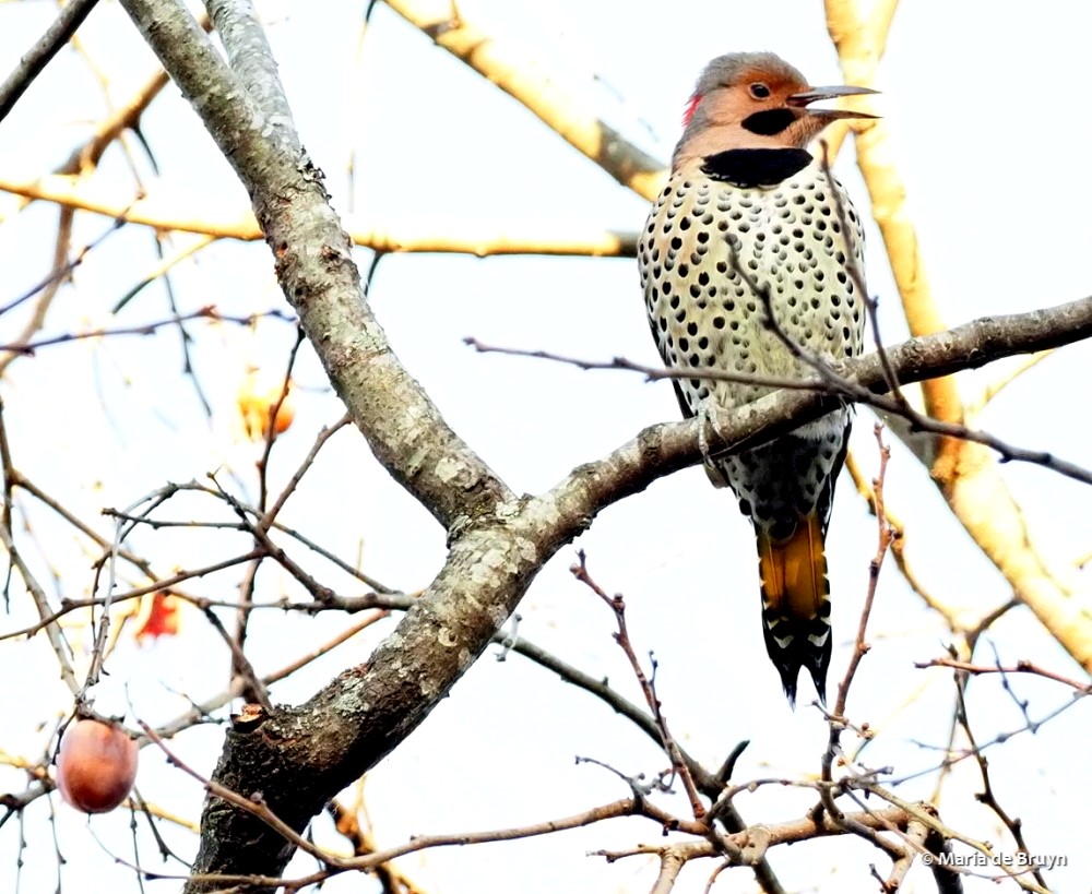 32 Northern flicker PB158826 © Maria de Bruyn res sgd