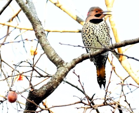 32 Northern flicker PB158826 © Maria de Bruyn res sgd