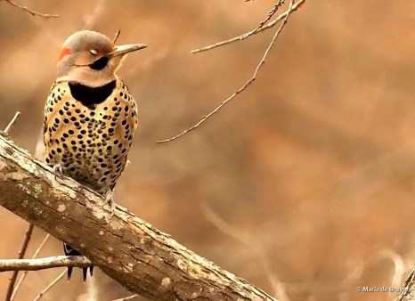 33 Northern flicker P1300407 © Maria de Bruyn-res sgd