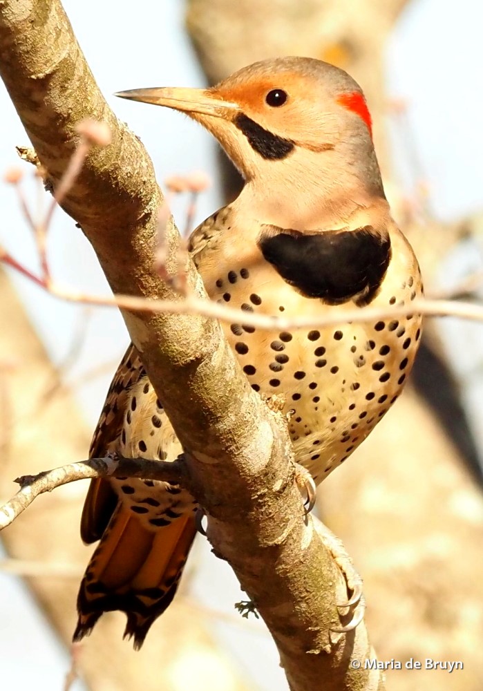 34 Northern flicker PC152197 © Maria de Bruyn res