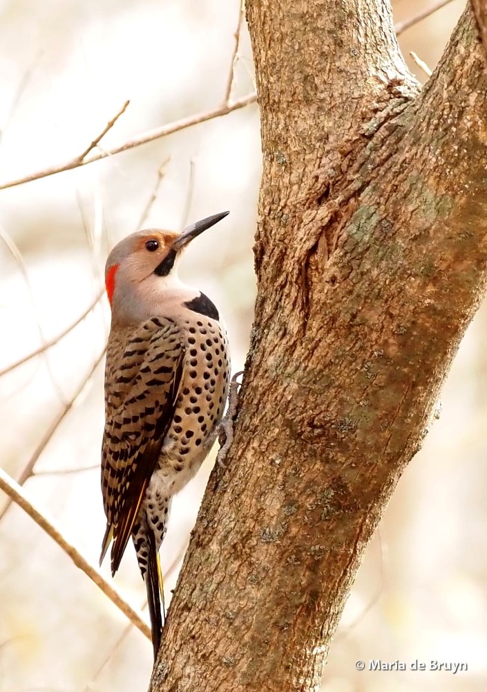 4 Northern flicker PC061413 © Maria de Bruyn res sgd