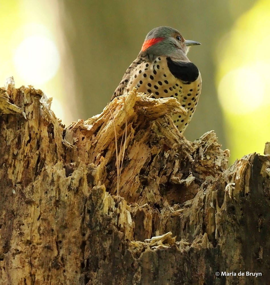 9 Northern flicker P9209500 © Maria de Bruyn res sgd
