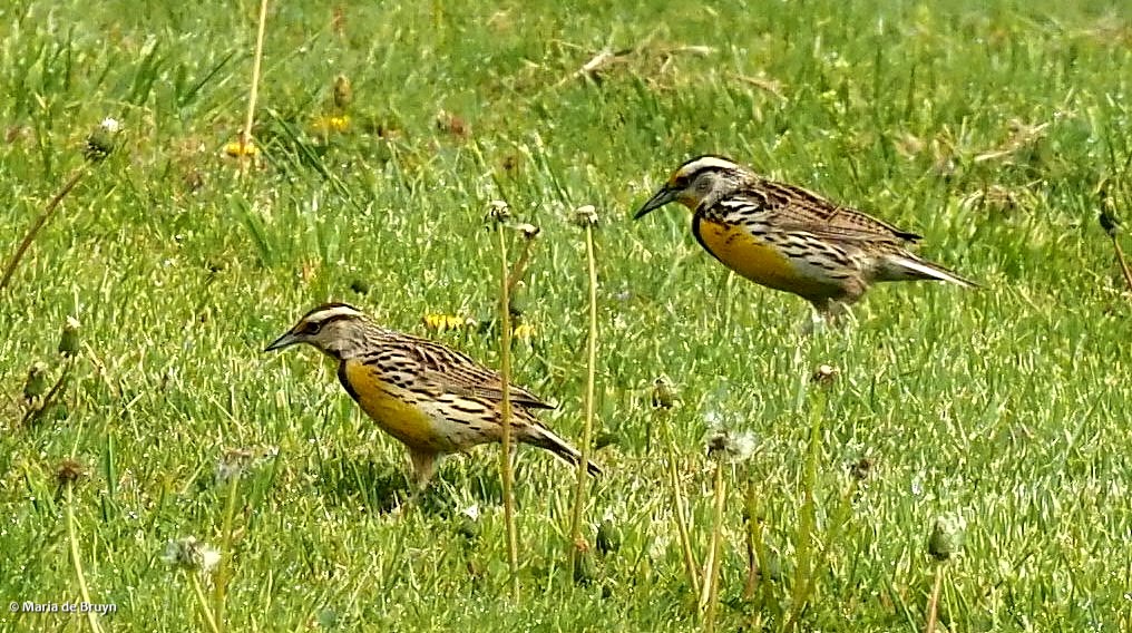 Eastern meadowlark P4074595© Maria de Bruyn