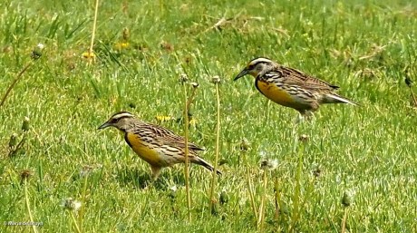 Eastern meadowlark P4074595© Maria de Bruyn