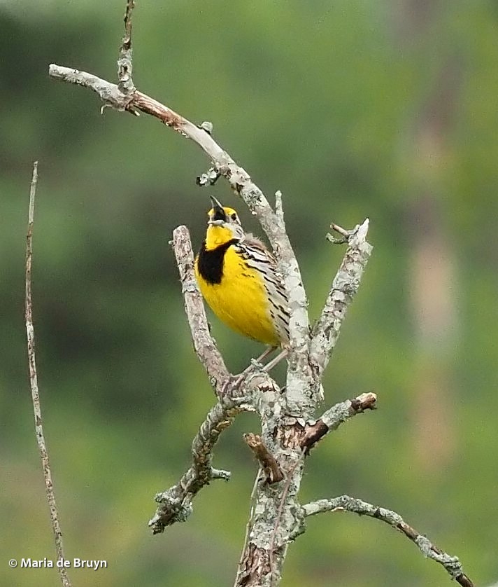 Eastern meadowlark P4074980© Maria de Bruyn
