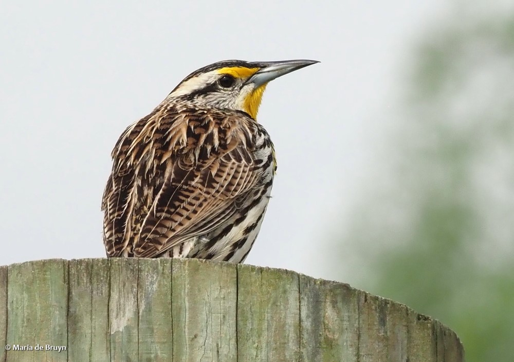 Eastern meadowlark P4075310© Maria de Bruyn res