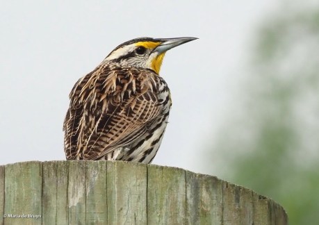 Eastern meadowlark P4075310© Maria de Bruyn res
