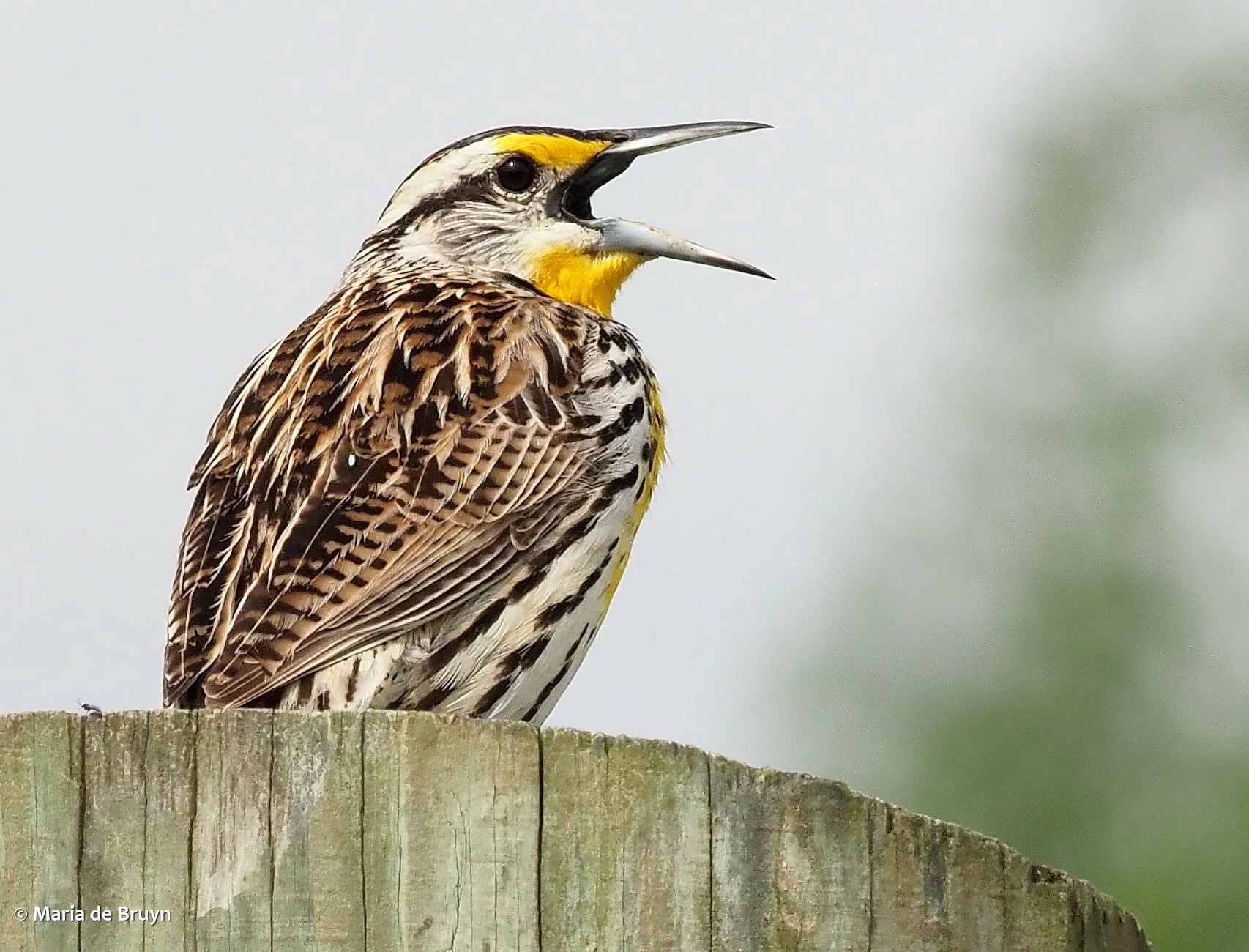 Eastern meadowlark P4075316 © Maria de Bruyn res