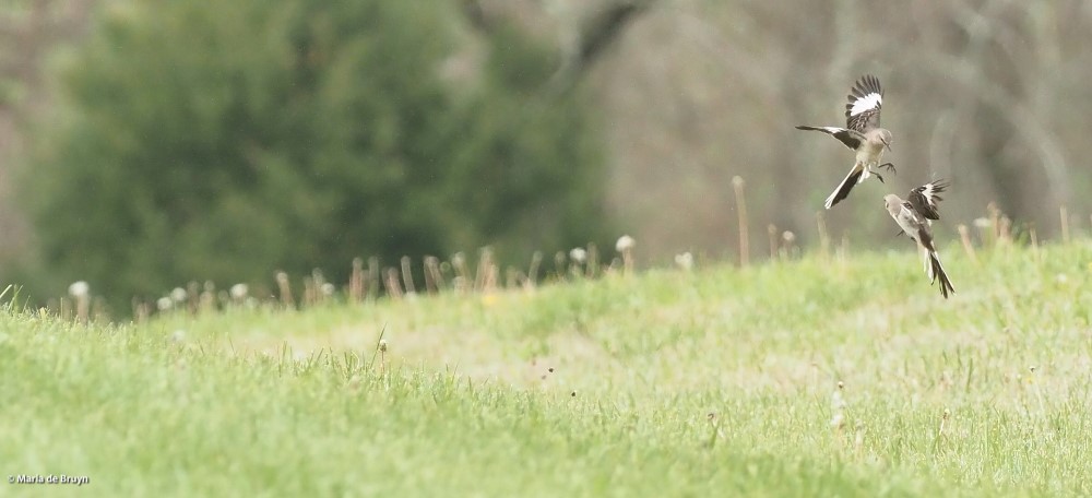 Northern mockingbird P4074786 © Maria de Bruyn res