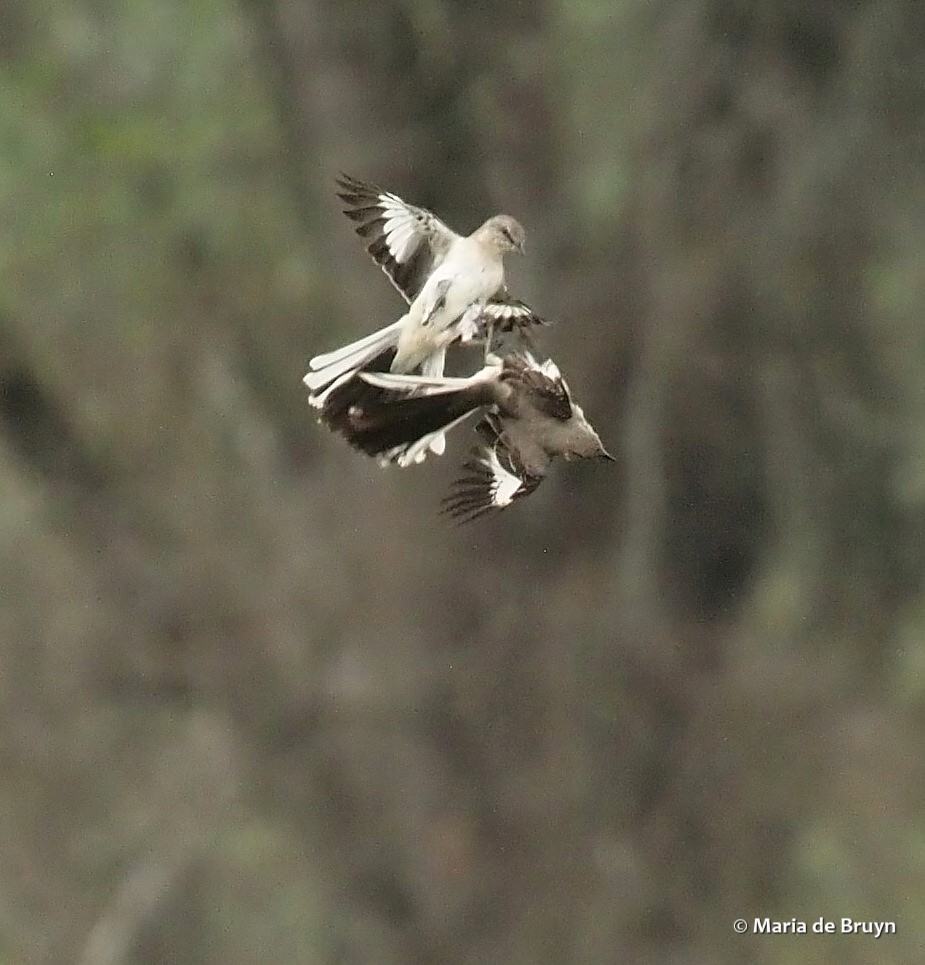 Northern mockingbird P4074818© Maria de Bruyn
