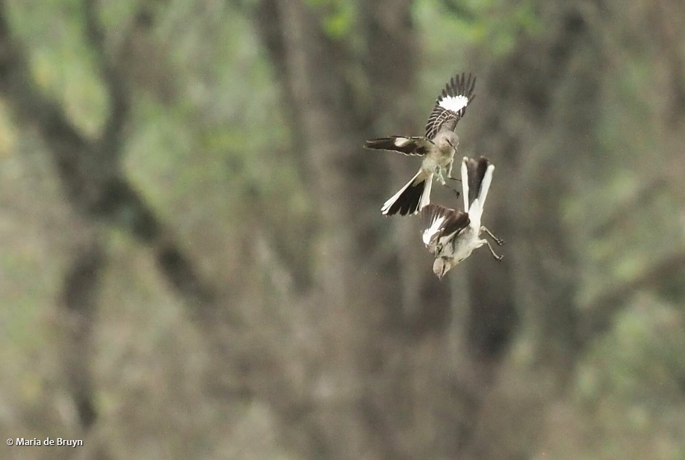 Northern mockingbird P4074819© Maria de Bruyn res