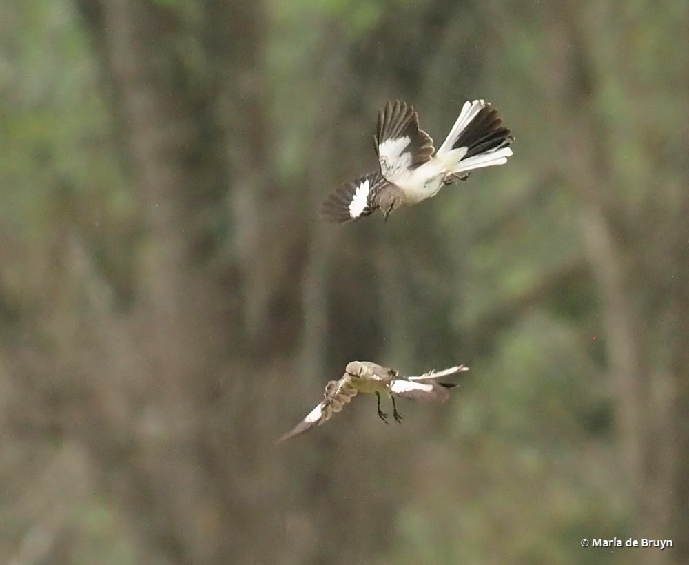 Northern mockingbird P4074821© Maria de Bruyn res