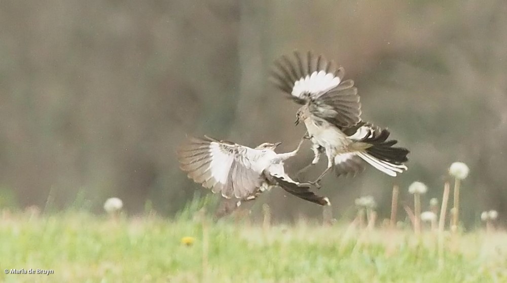 Northern mockingbird P4074826 © Maria de Bruyn res