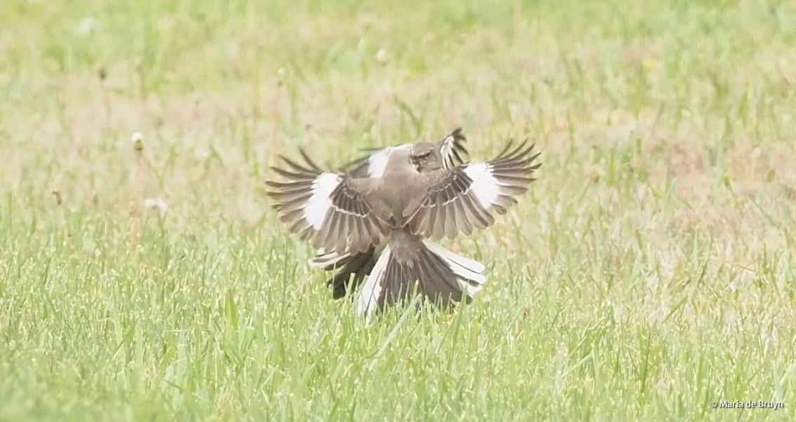 Northern mockingbird P4074831 © Maria de Bruyn