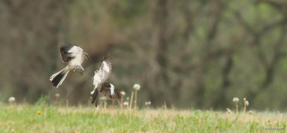 Northern mockingbird P4074832 © Maria de Bruyn. res