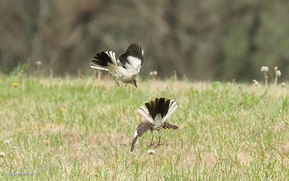 Northern mockingbird P4074834© Maria de Bruyn res