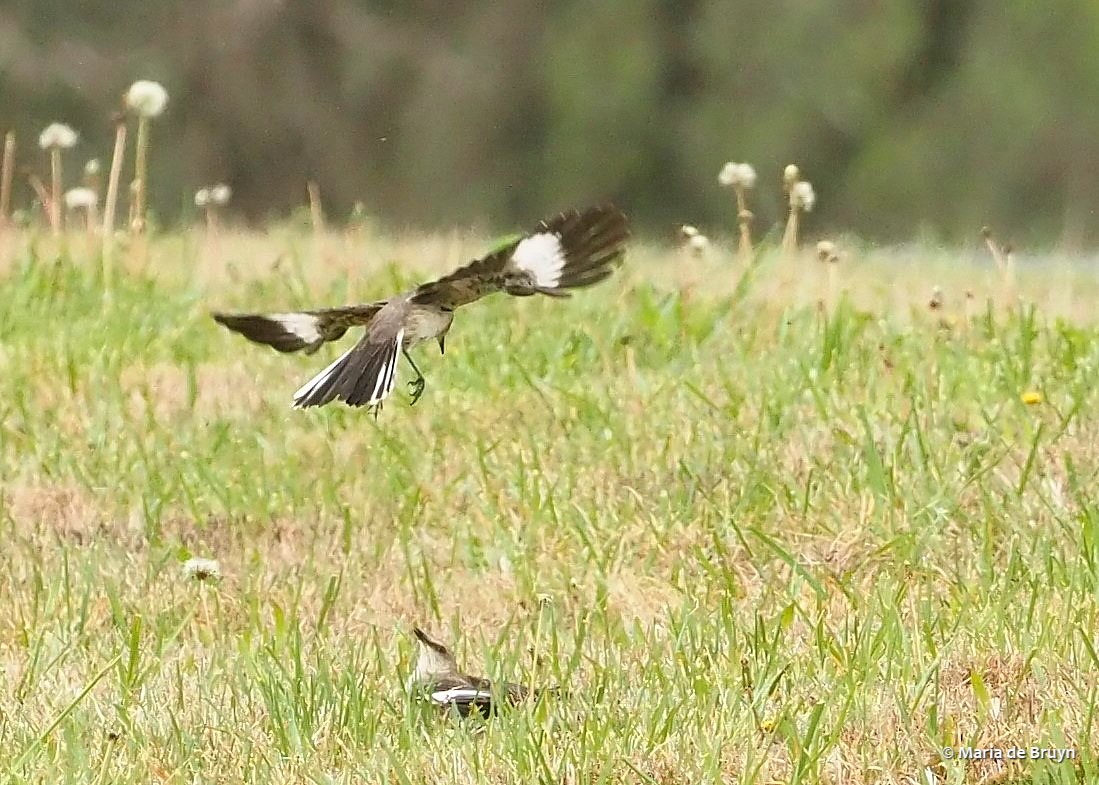 Northern mockingbird P4074839© Maria de Bruyn