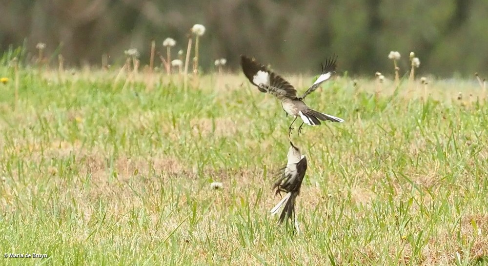 Northern mockingbird P4074840© Maria de Bruyn res