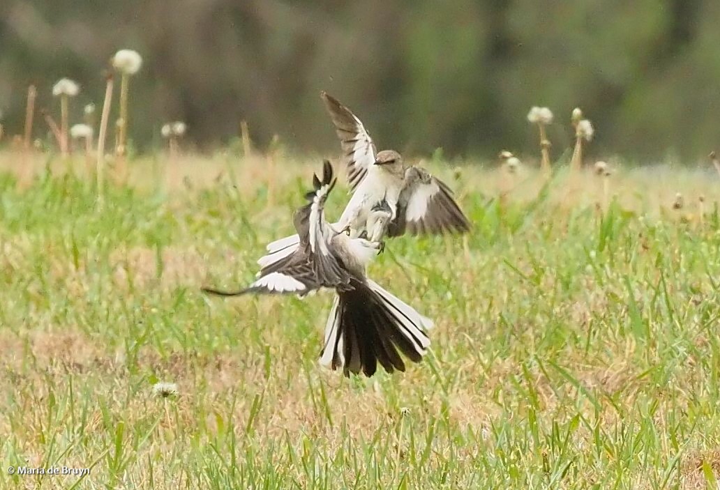 Northern mockingbird P4074841© Maria de Bruyn