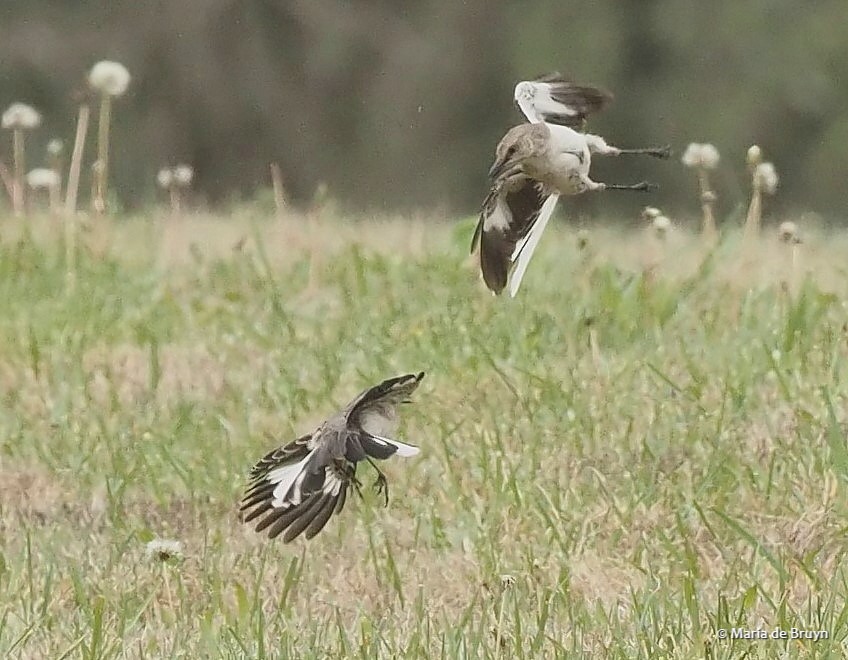 Northern mockingbird P4074842 © Maria de Bruyn