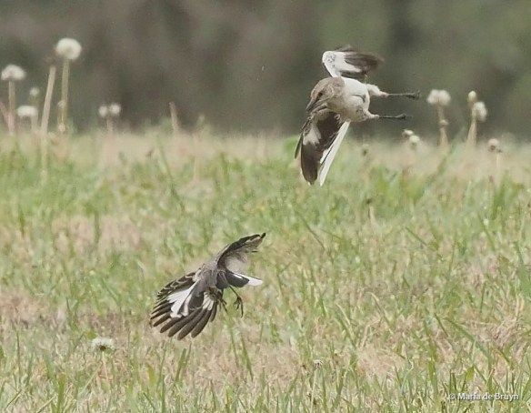 Northern mockingbird P4074842 © Maria de Bruyn