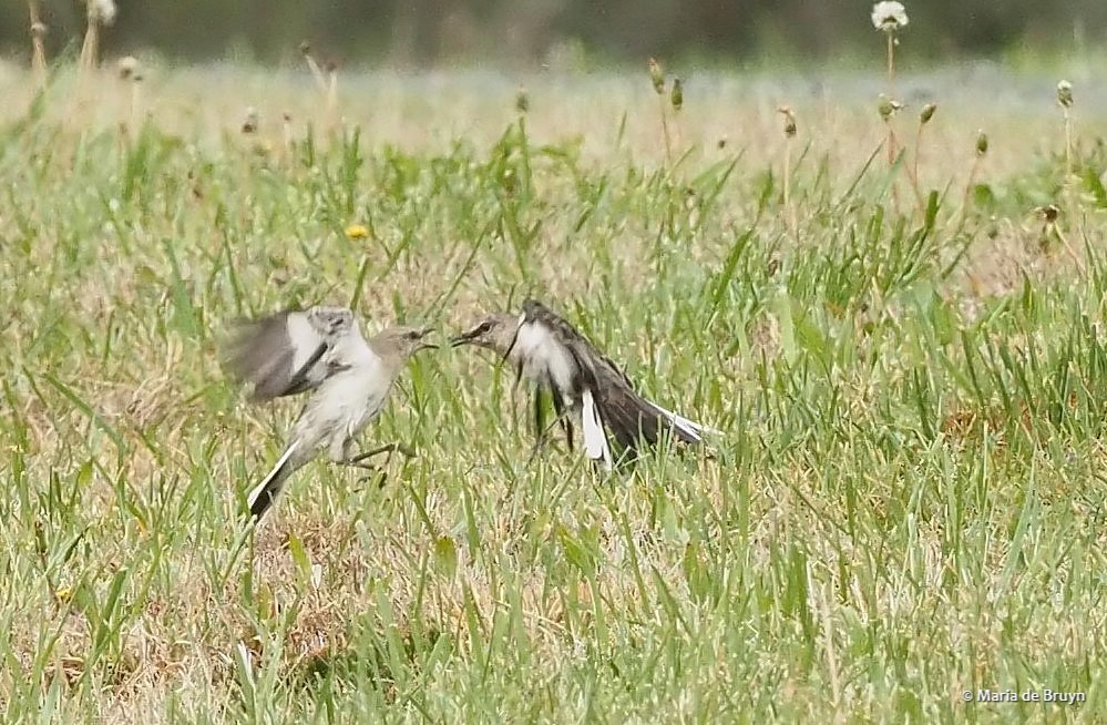 Northern mockingbird P4074851© Maria de Bruyn