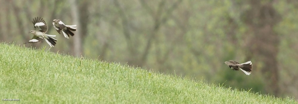 Northern mockingbird P4074864© Maria de Bruyn res
