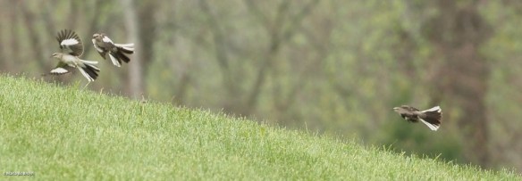 Northern mockingbird P4074864© Maria de Bruyn res