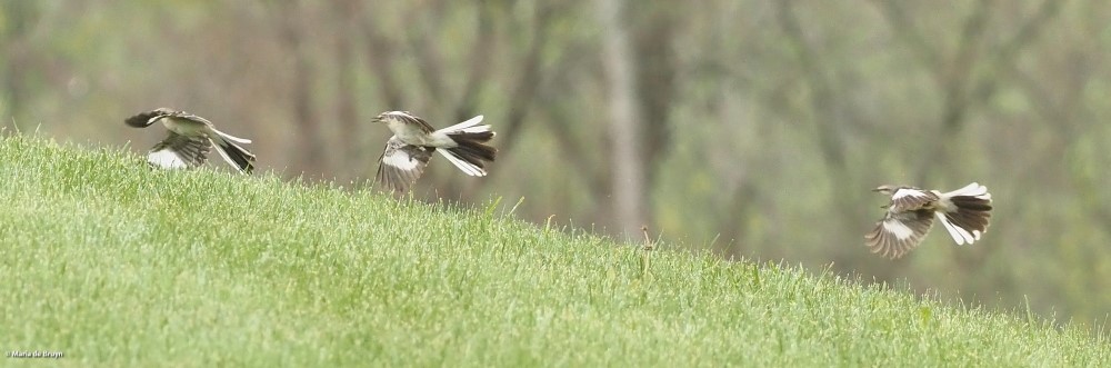 Northern mockingbird P4074866© Maria de Bruyn res