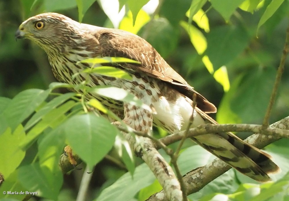 12 Cooper's hawk P5034638 © Maria de Bruyn res