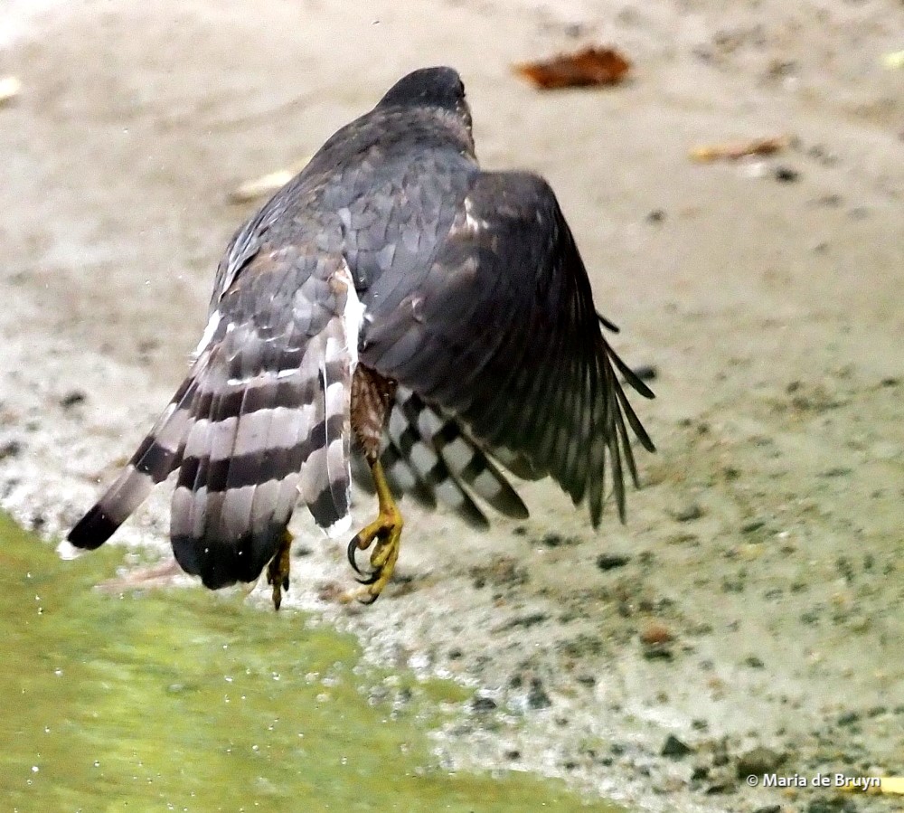 16 Cooper's hawk PA064226© Maria de Bruyn res (2)