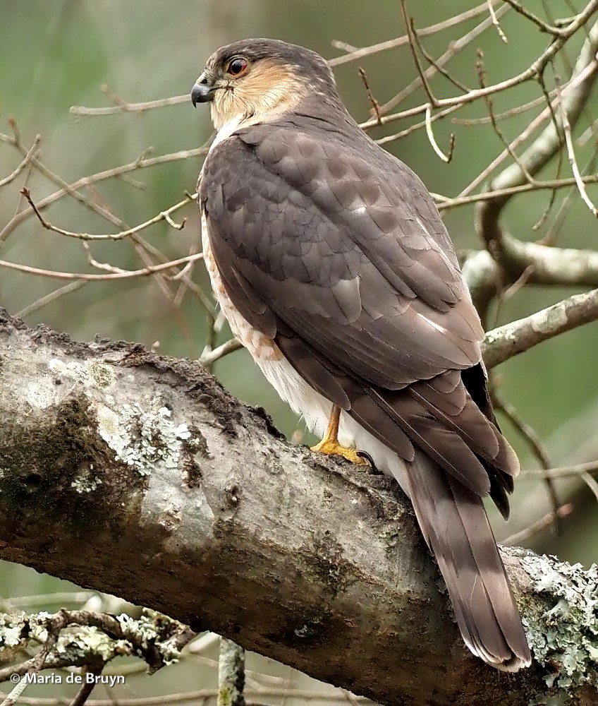17 Cooper's hawk P3105244© Maria de Bruyn res ed