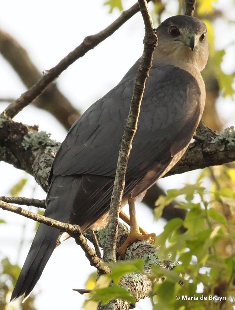 18 Cooper's hawk P4138413 © Maria de Bruyn res (2)