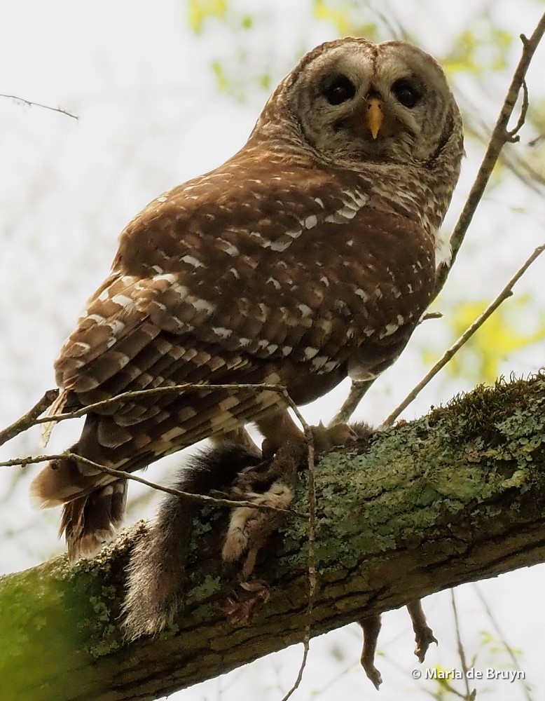 2 barred owl P4137980© Maria de Bruyn res sgd
