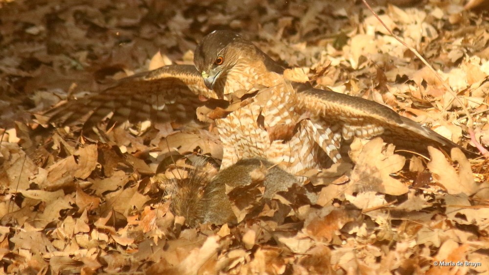 7 Cooper's hawk 2G0A3959© Maria de Bruyn res (2)