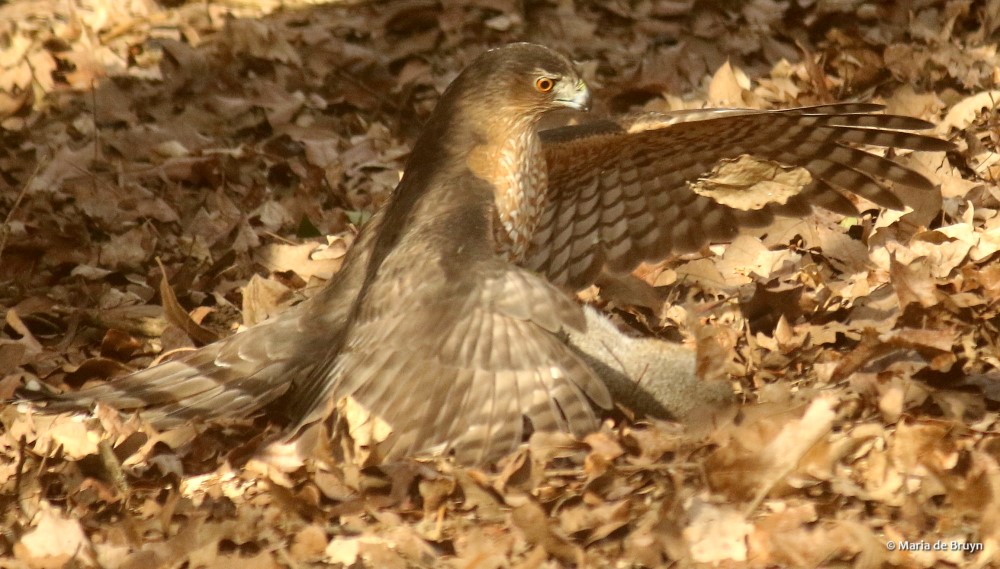 9 Cooper's hawk 2G0A3963© Maria de Bruyn res (2)