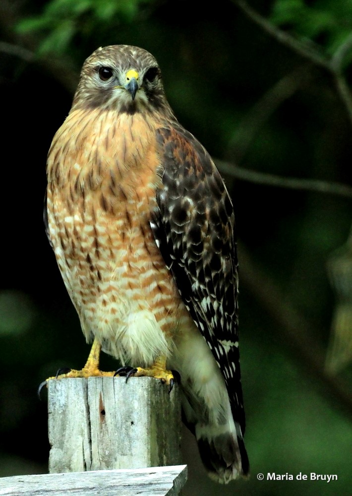 32 red-shouldered hawk P4257137 © Maria de Bruyn res
